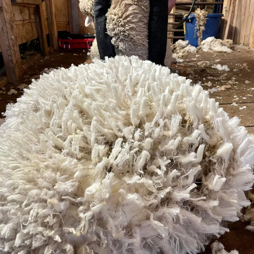 wool fleece